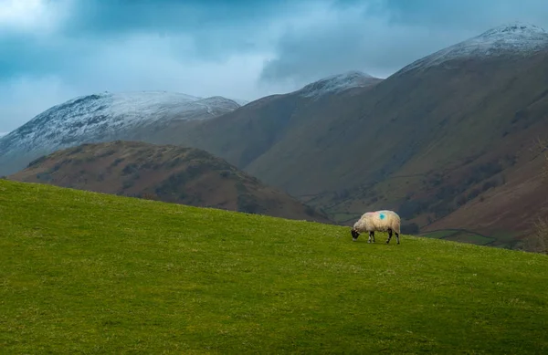 Engels platteland met schapen op de heuvel — Stockfoto