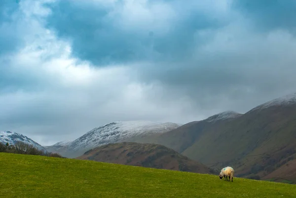 Englische Landschaft mit Schafen am Hang — Stockfoto