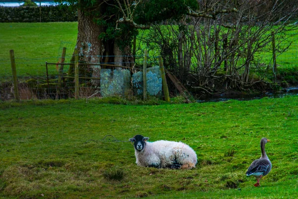 Får på en äng på grönt gräs — Stockfoto