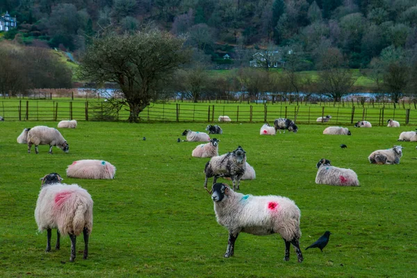 Schapen in een weide op groen gras — Stockfoto