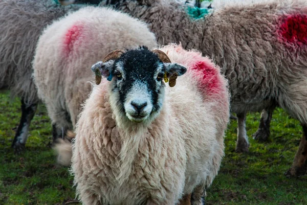 Schapen in een weide op groen gras — Stockfoto