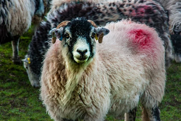 Sheeps σε ένα λιβάδι στο πράσινο γρασίδι — Φωτογραφία Αρχείου