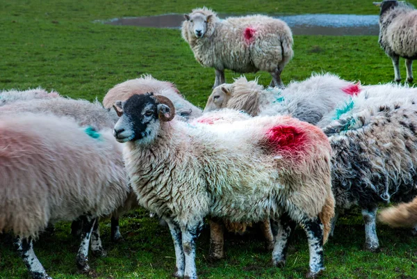 Får på en äng på grönt gräs — Stockfoto