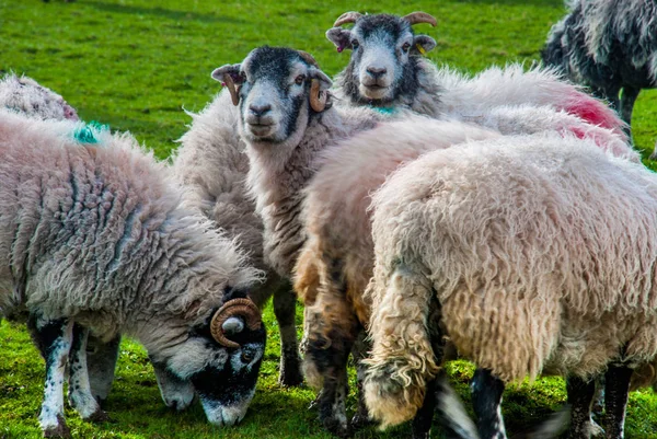 Schapen in een weide op groen gras — Stockfoto