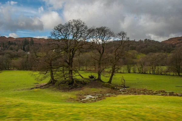 Çim alanında yapraksız ağaç.