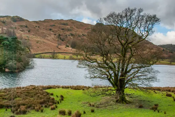 Árbol sin hojas en el campo de hierba . — Foto de Stock