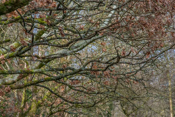 Wassertropfen auf den Ästen von Bäumen nach Regen. — Stockfoto