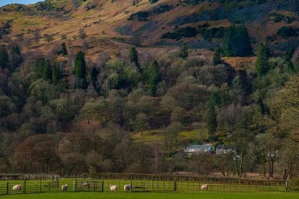 Englische Landschaft mit Schafen am Hang — Stockfoto