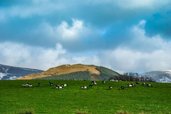 Engels platteland landschap met eenden op de heuvel — Stockfoto