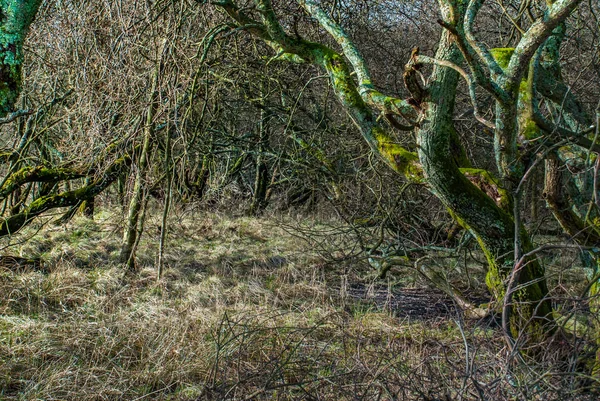 Forêts naturelles et arbres qui reçoivent la lumière du soleil . — Photo