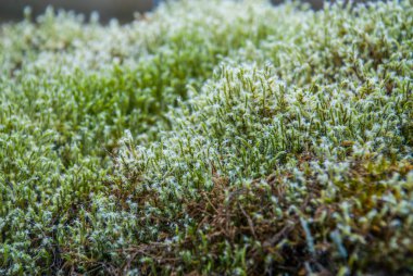 Yabani çayır bitkisi yakın çekim, ekoloji doğa makrosu küçük. 