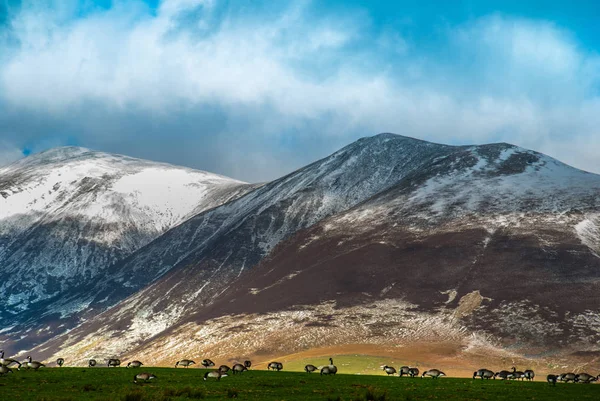 丘の上にアヒルと英国の田舎の風景 — ストック写真