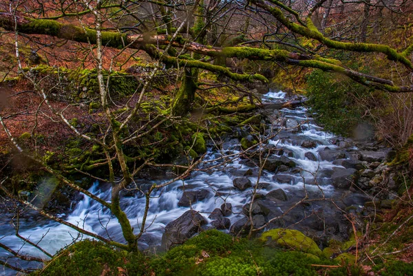 Cascada bosque verde río arroyo paisaje. — Foto de Stock