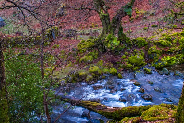 분홍빛으로 물든 숲의 강 풍경. — 스톡 사진