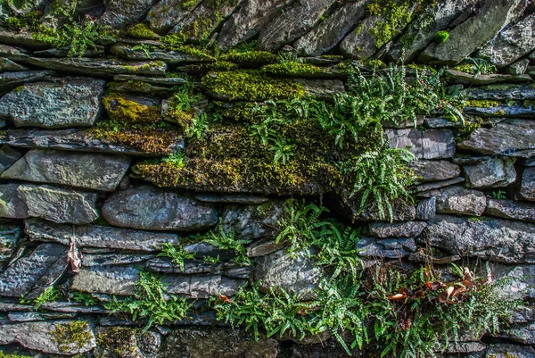 Los helechos crecen constantemente a lo largo de las rocas . —  Fotos de Stock