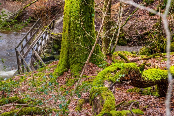 Puente de madera sobre un hermoso arroyo en el bosque de primavera . — Foto de Stock