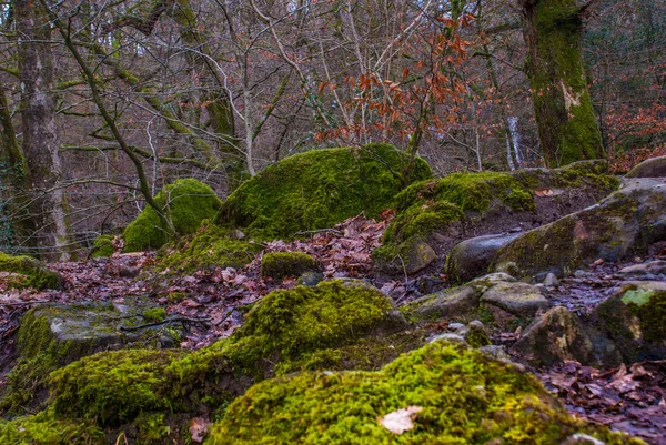 Şelalenin yakınındaki kayalıklarda yosun. — Stok fotoğraf
