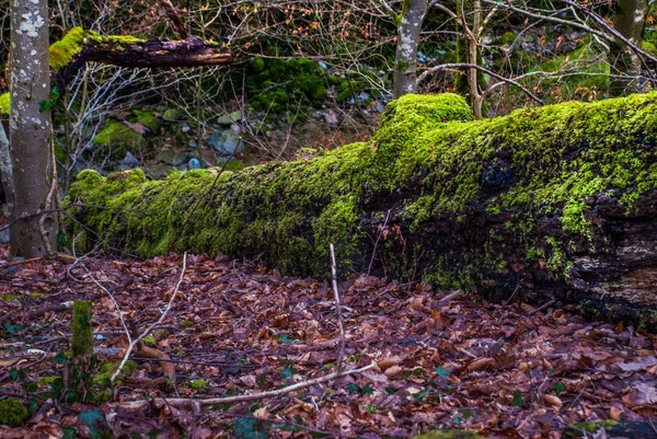 Large moss-covered trees In the autumn forest. — Stock Photo, Image