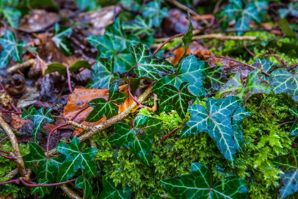 Hojas coloridas en el bosque de otoño . —  Fotos de Stock