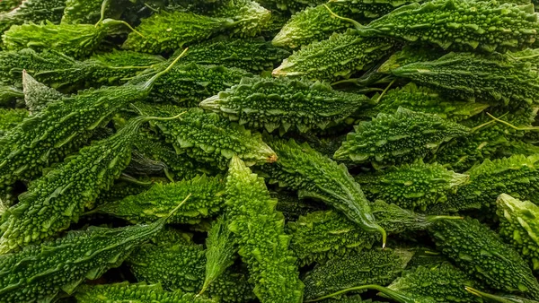 Zöld szerves keserű dinnye, Momordica Charantiar, Karela — Stock Fotó