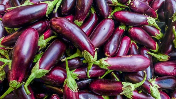 Verse aubergine plant met stengel. Aubergine Ravaya. — Stockfoto