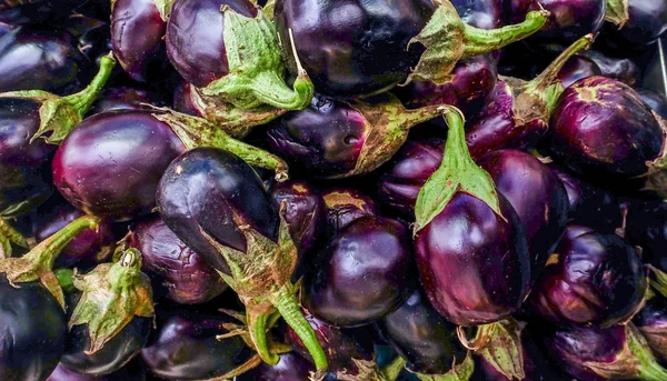 Verse aubergine plant met stengel. Aubergine Ravaya. — Stockfoto