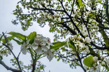 Bahar çiçek arka planlar. Küçük beyaz kiraz veya Erik çiçeği Bl