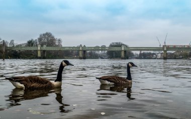 Thames nehrinin sularında yüzen bir Kanada Kaz 'ı. 