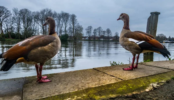 Dwie gęś Greylag stoi na ścieżce Tamizy. — Zdjęcie stockowe