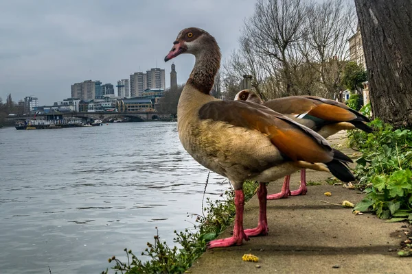 Gęś greylag stoi na ścieżce Tamizy. — Zdjęcie stockowe