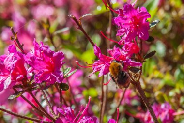 Arı pembe çiçeklerden polen izliyor.