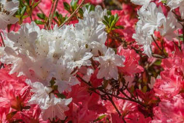 Morni güneş ışığı alan kırmızı çiçekler ve beyaz çiçekler