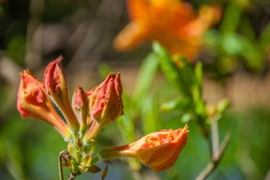 Sabah güneş ışığı alıyorsanız Portakal Çiçeği.