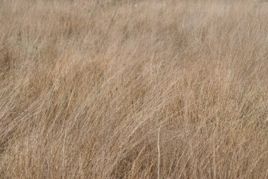 Yol kenarı otlar / Cogon çim (Imperata silindirrica) 