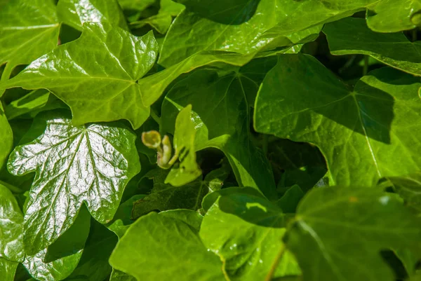 Hojas verdes que reciben la luz del sol por la mañana . — Foto de Stock