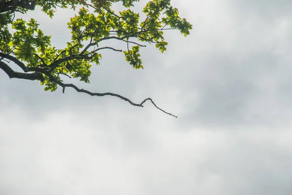 Trädet mittemot den blå himlen, detaljerna i de grenar som — Stockfoto