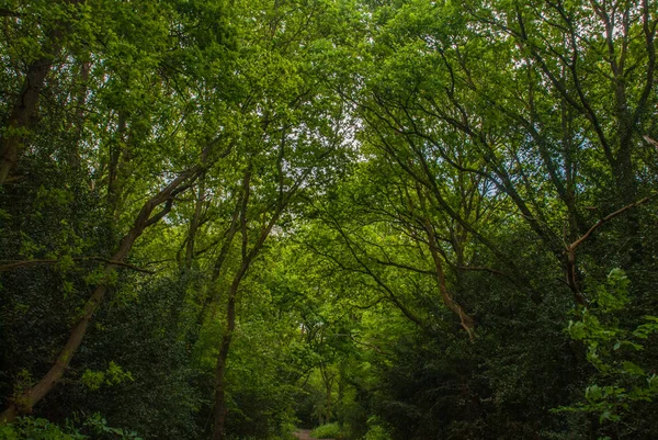 Дорога в лесу со многими деревьями зеленая . — стоковое фото