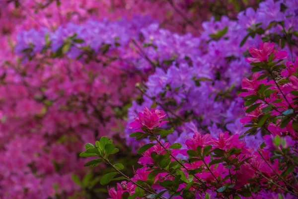 Färgglada löv på Isabella Plantation lämplig för att göra tillbaka — Stockfoto