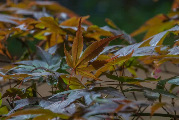 Yellow-green maple trees in spring in the isabella plantation. — 스톡 사진