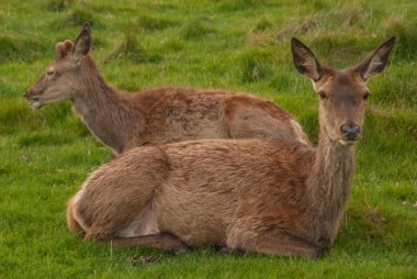 Richmond parkında otlayan geyik ailesi.