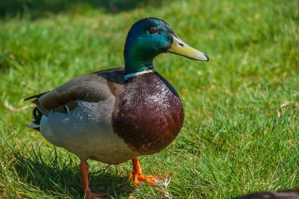 A wild mallard duck on the grass in richmond park. — Stock Photo, Image