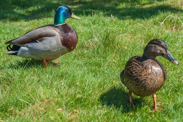 Richm'deki göletin yanındaki çimler boyunca yürüyen bir çift yaban ördeği — Stok fotoğraf