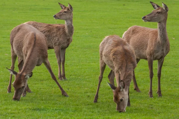 Deer family grazing grass in the Richmond park. — Stock Photo, Image