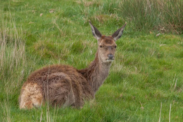 鹿はリッチモンド公園のカメラを見た. — ストック写真