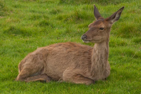 鹿はリッチモンド公園のカメラを見た. — ストック写真