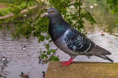 güvercin gri Güzel güvercin yakın