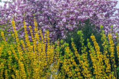 Baharda renkli yaprakların güzelliği