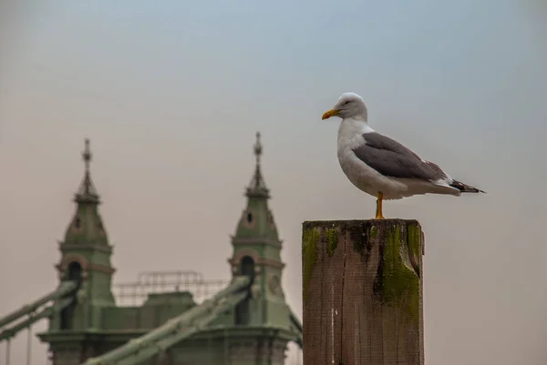 Pigeon blanc perché sur une souche . — Photo