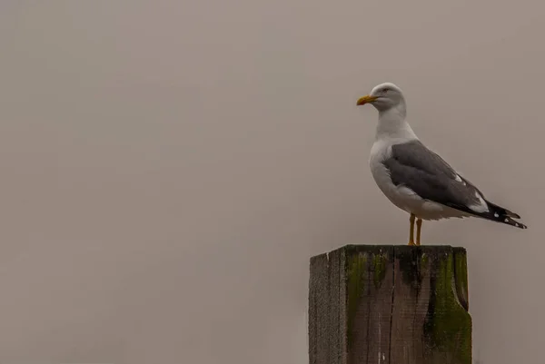 Pombo branco empoleirado em um toco . — Fotografia de Stock