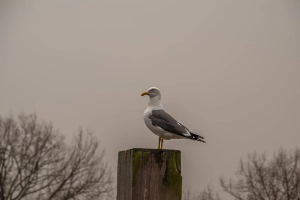 Weiße Taube hockt auf einem Baumstumpf. — Stockfoto